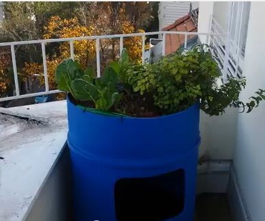 Barrel Aquaponics System for Small Balcony