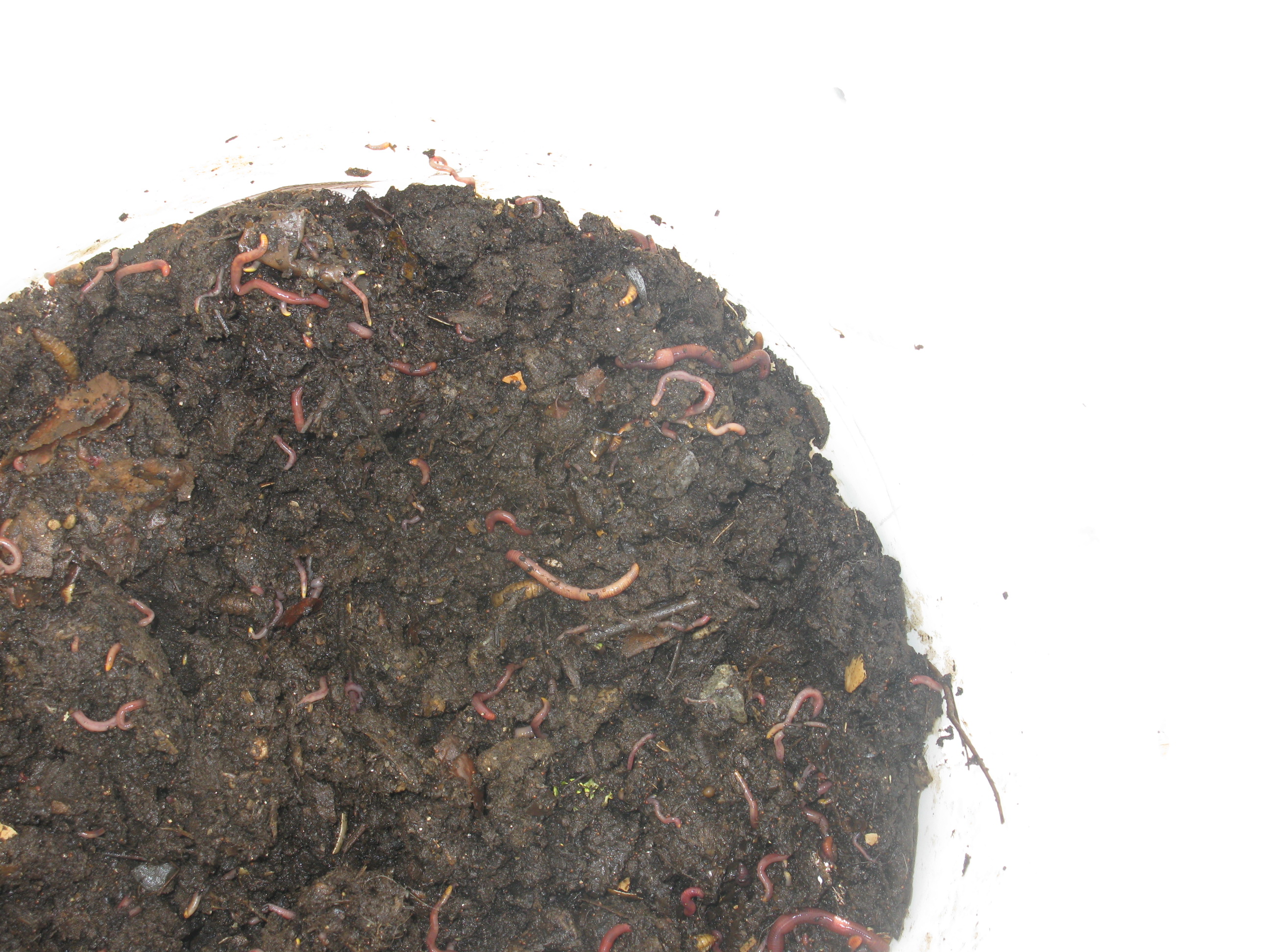 Stackable Worm Condos/bins