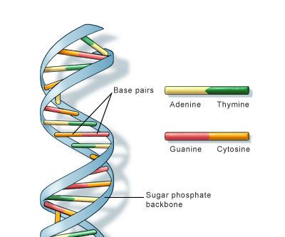 DNA Bracelets