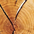 Choosing Greener Wood