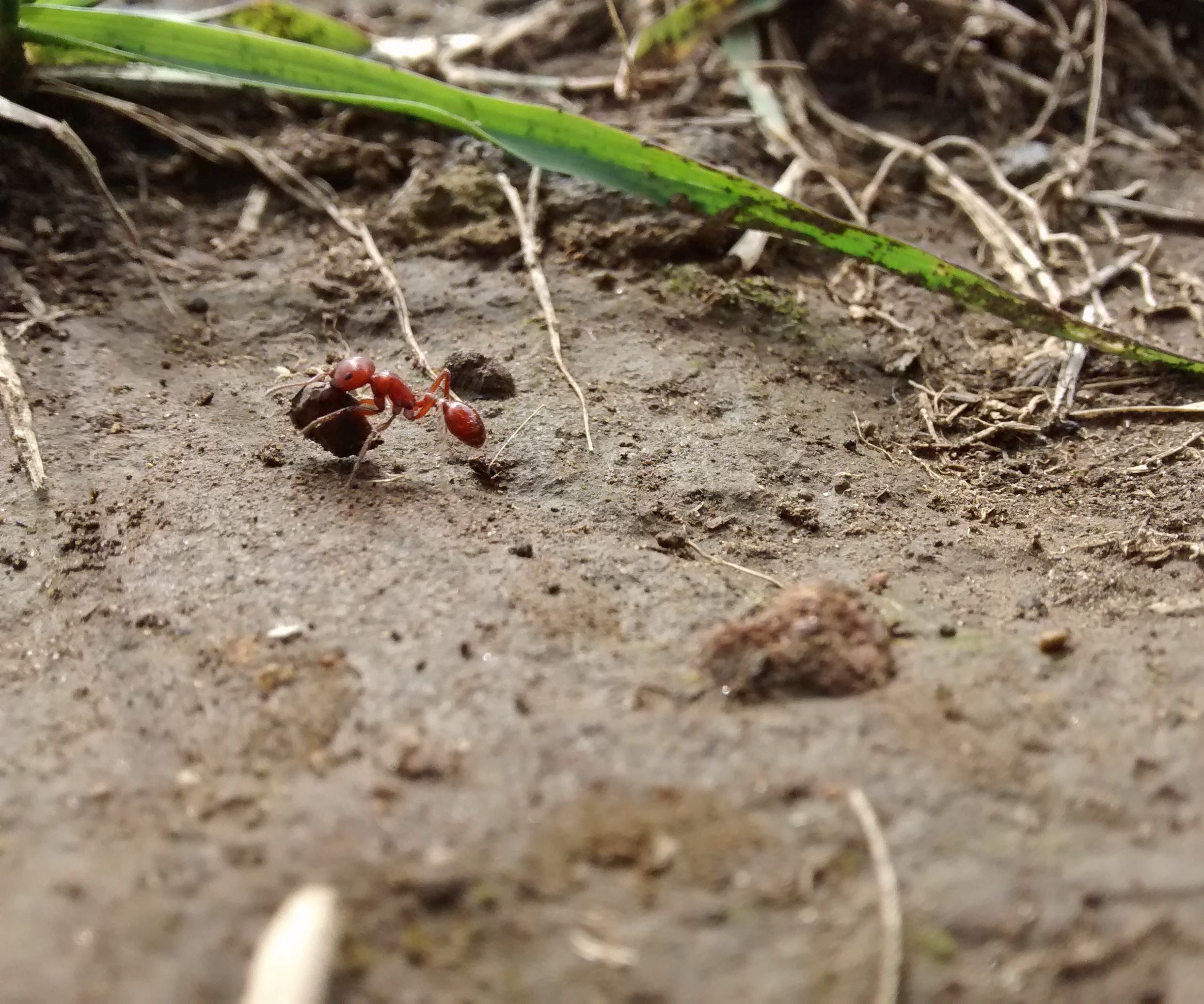 Tiny Animals