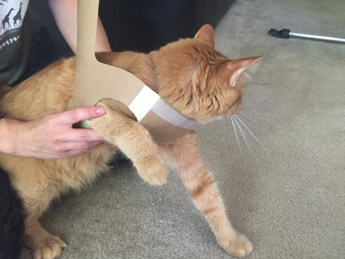 Make an LED Cat Harness : 19 Steps (with Pictures) - Instructables make-an-led-cat-harness-19-steps-with-pictures-instructables
