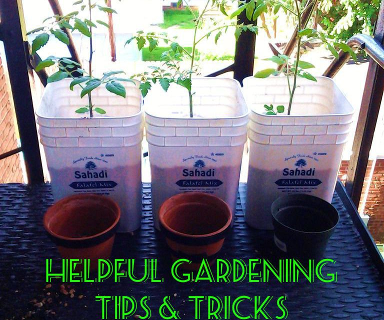 Indoor Tomato Grower - Bucket Update