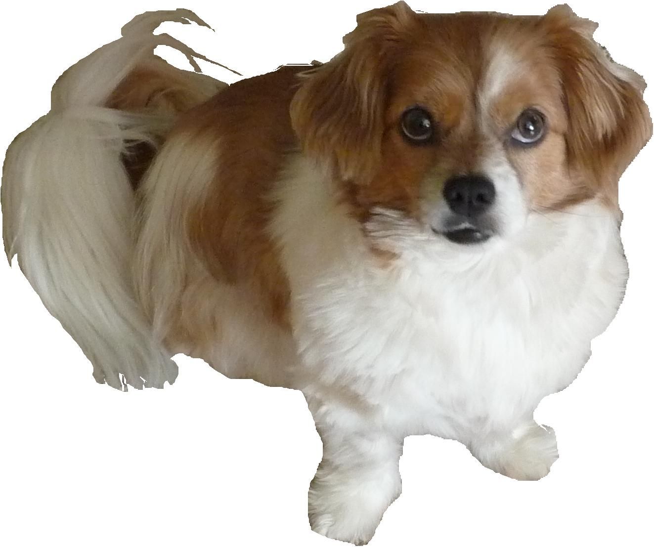Walter My Dog Sponsering Lost Puppet