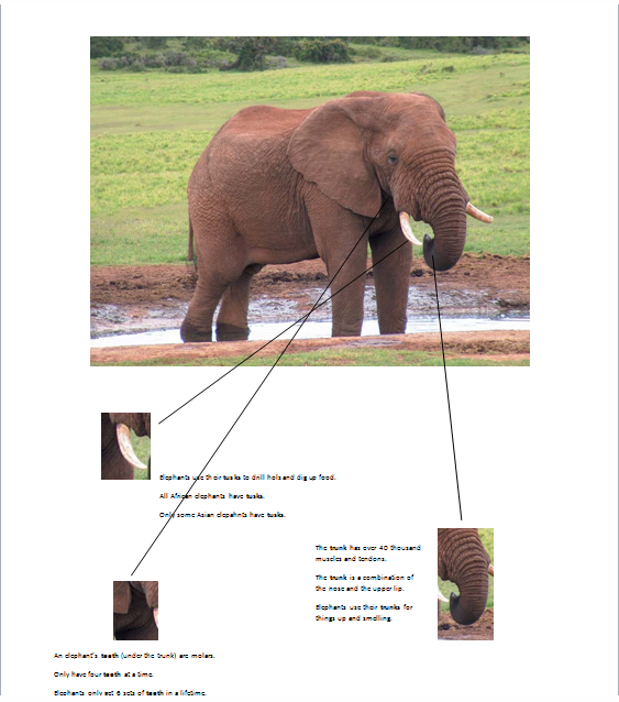 Visual Thinking and Curriculum Integration