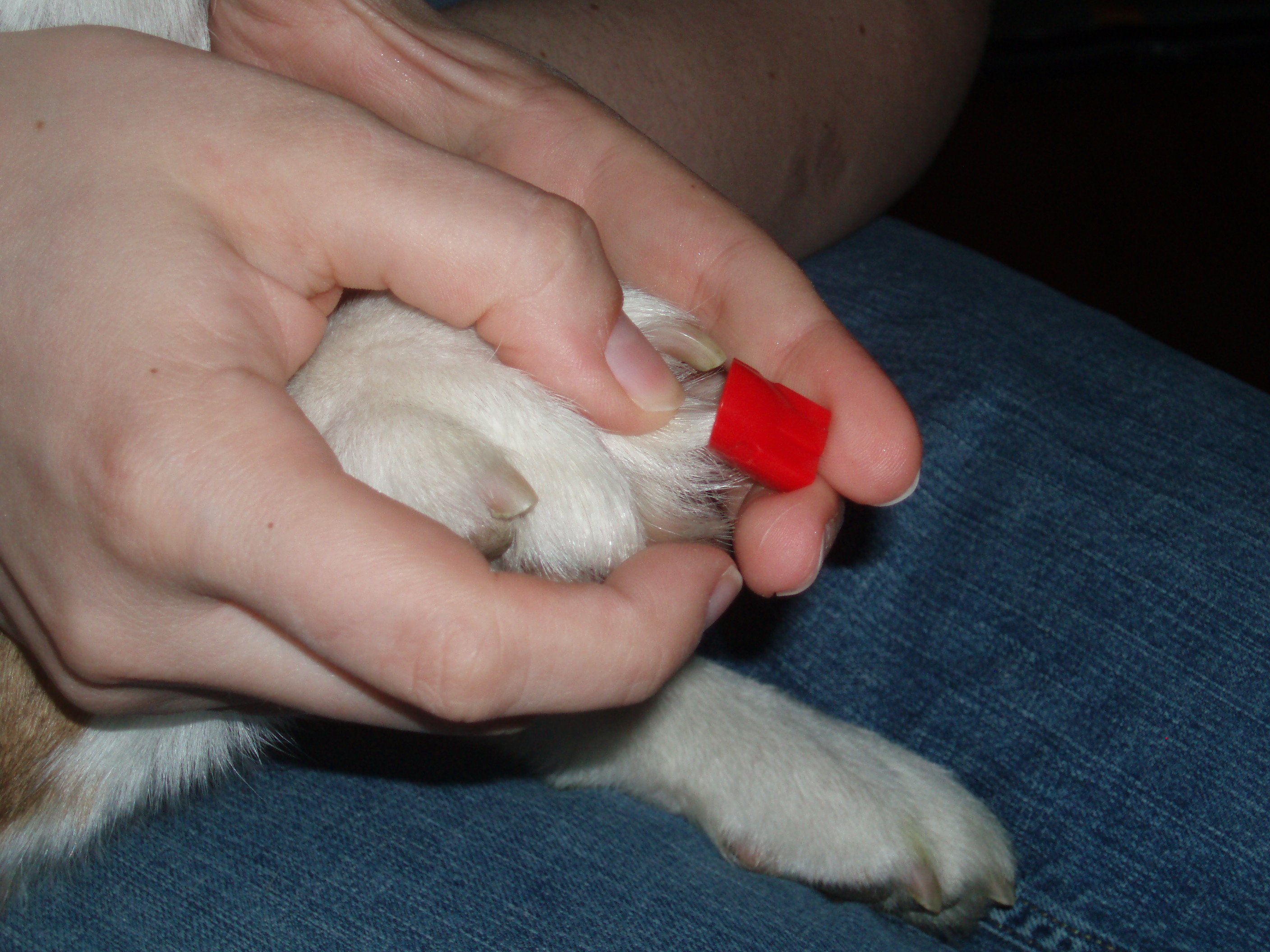 How to Trim Your Dog's Toenails 6 Steps (with Pictures) Instructables