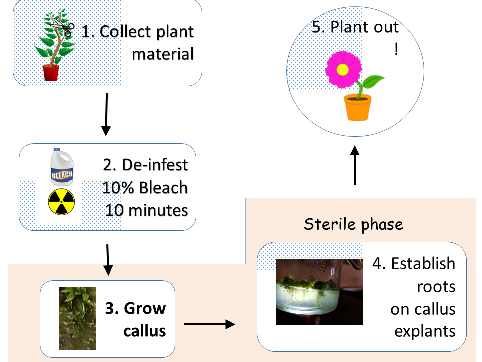 Plant Cell Culture