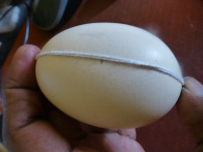 Empty the Egg Shells