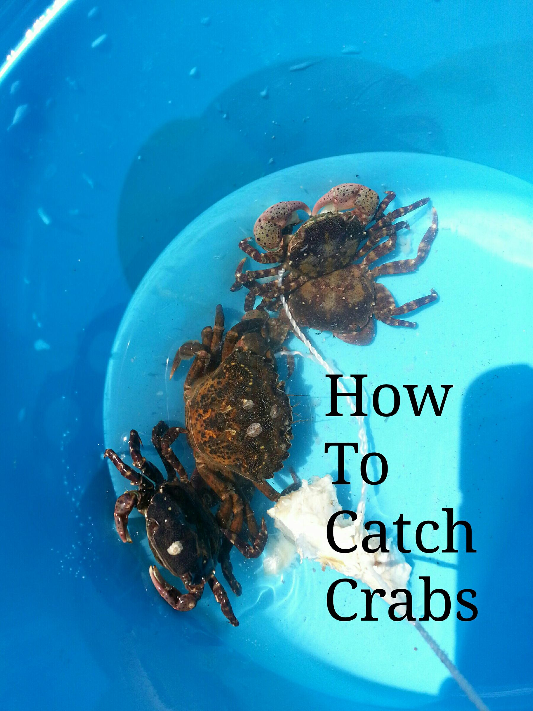 How to Catch Crabs 4 Steps Instructables