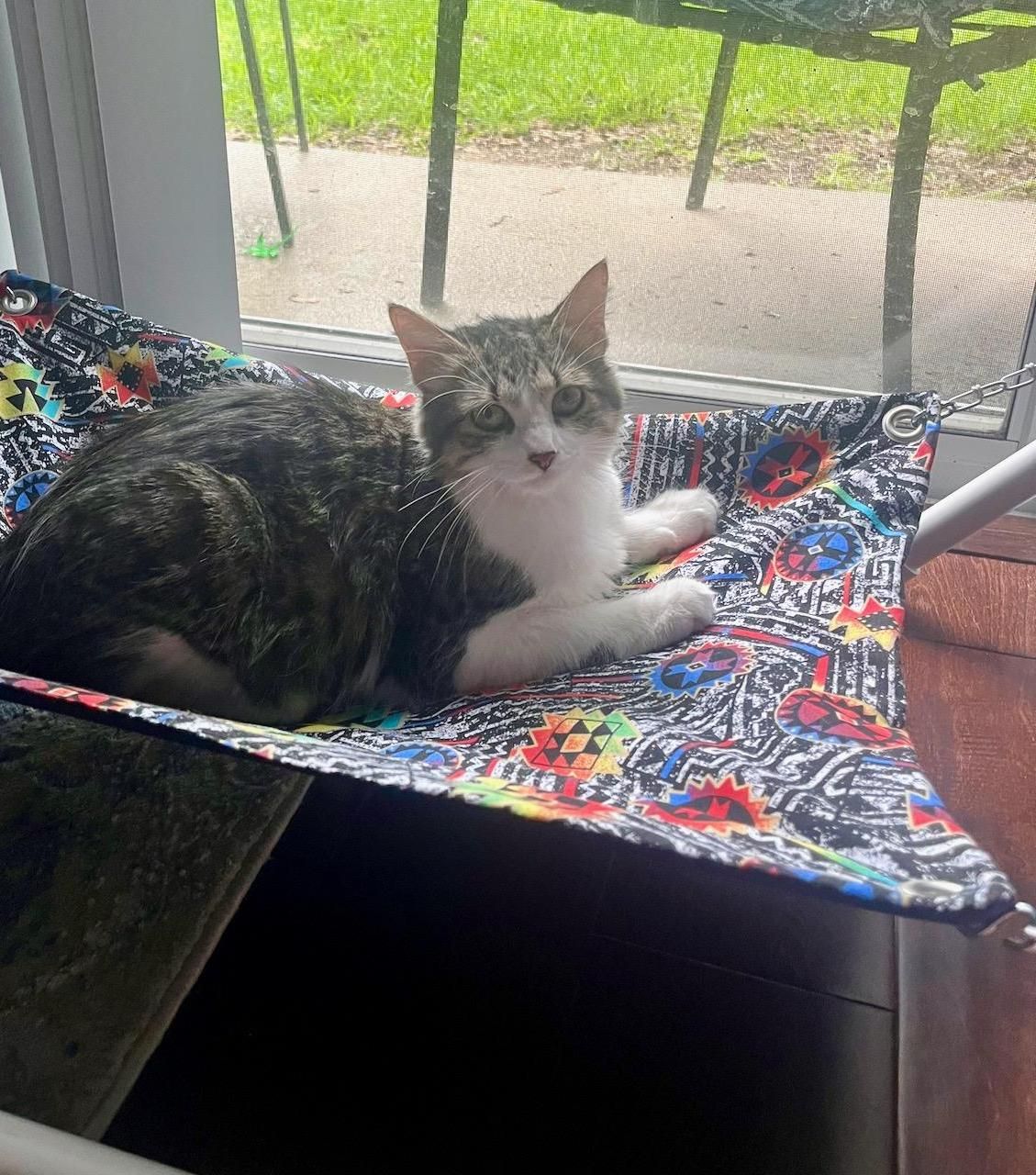 PVC Pipe Cat Hammock