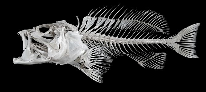 Modeling the Fish