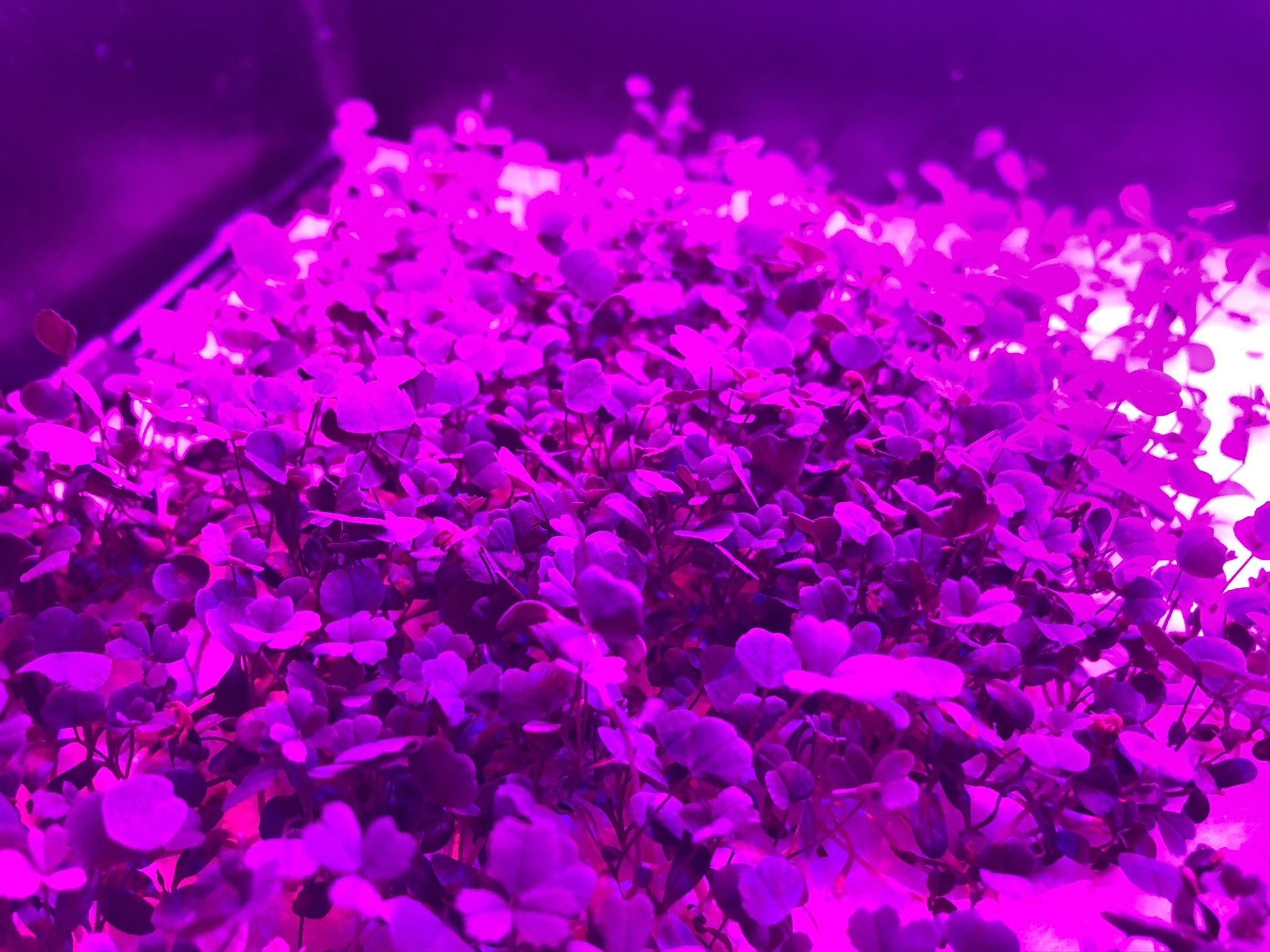 Growing Microgreens in Space 7 Steps Instructables