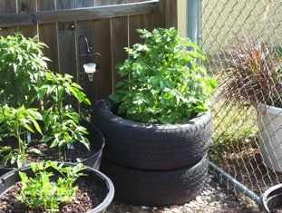 Grow Potatoes in Tires