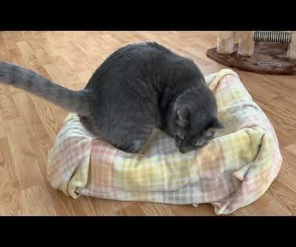 Cat Bed from Recycled Material 