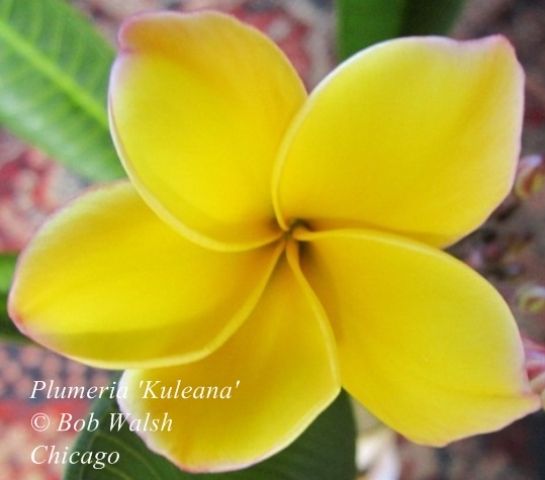 Tropical Plants - Plumeria Flowers in Chicago - Plant Hardiness Zone 5