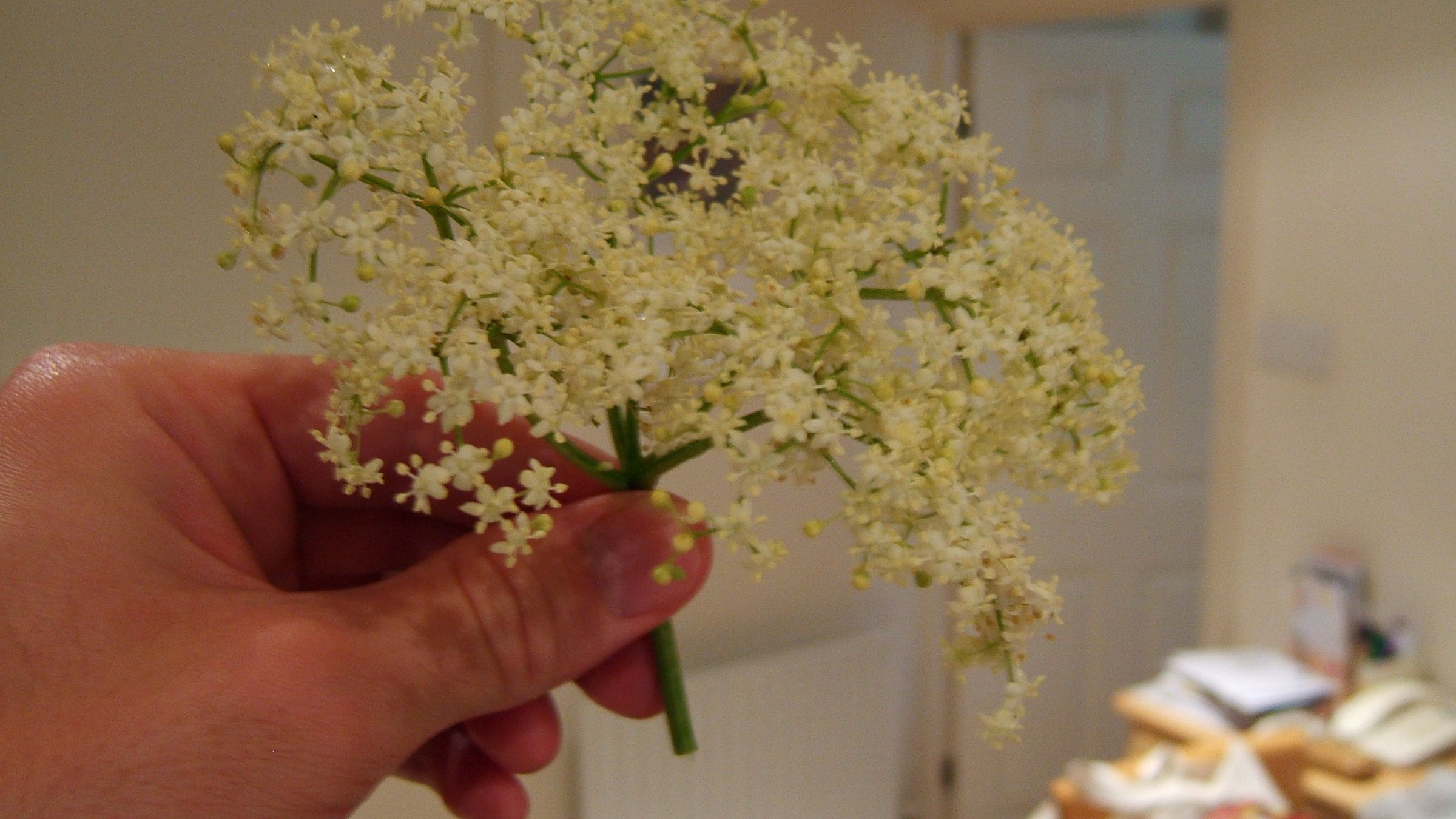 Elderflower Champagne! a Cool Crisp BBQ Booze !!!