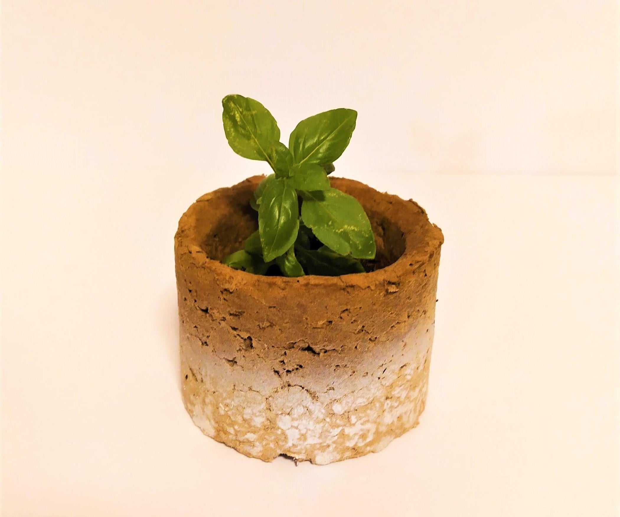 Sustainable + Recycled CARDBOARD Bowls (and Plant Pots!) 5 Steps