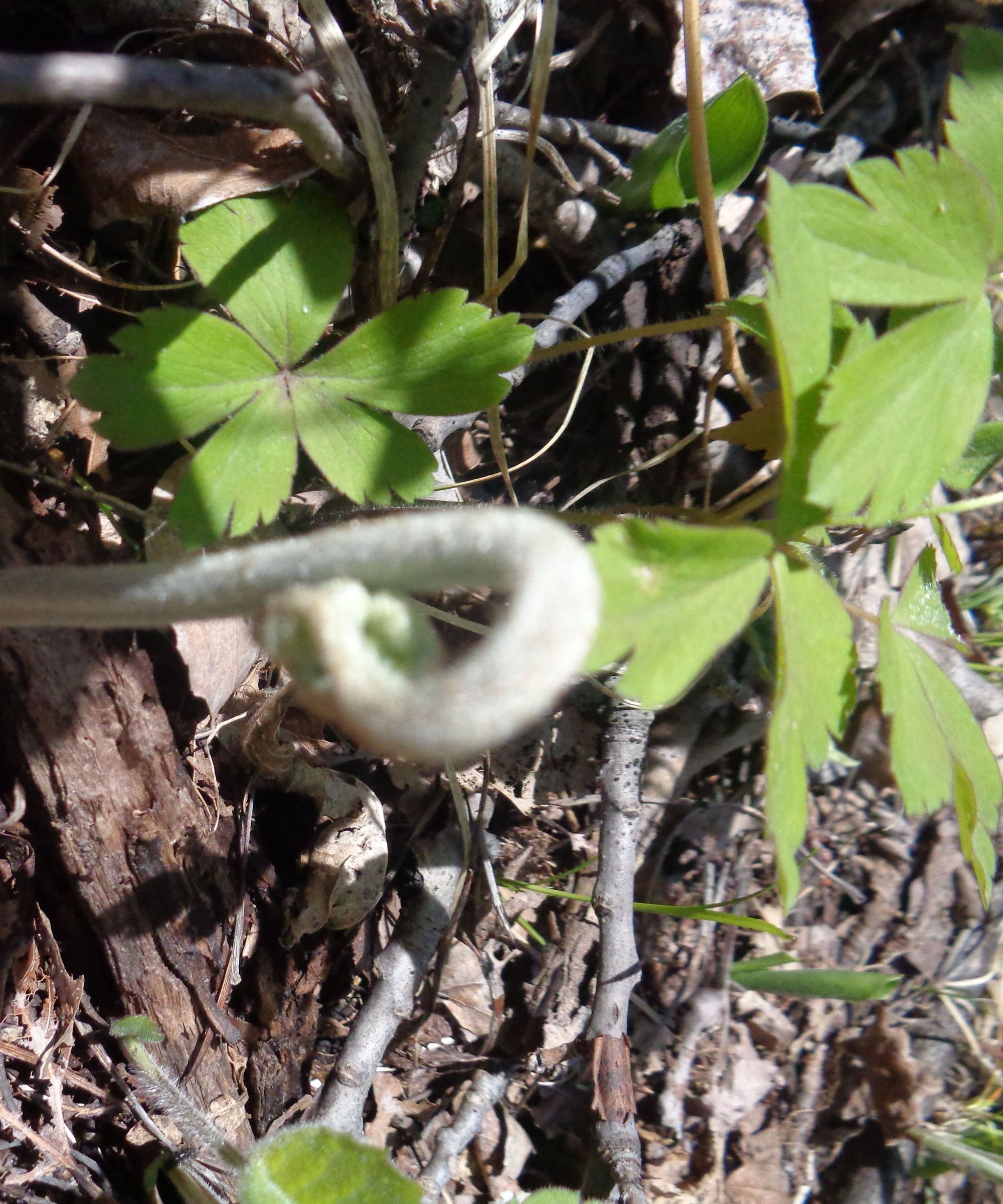 How to Forage Wild Foods