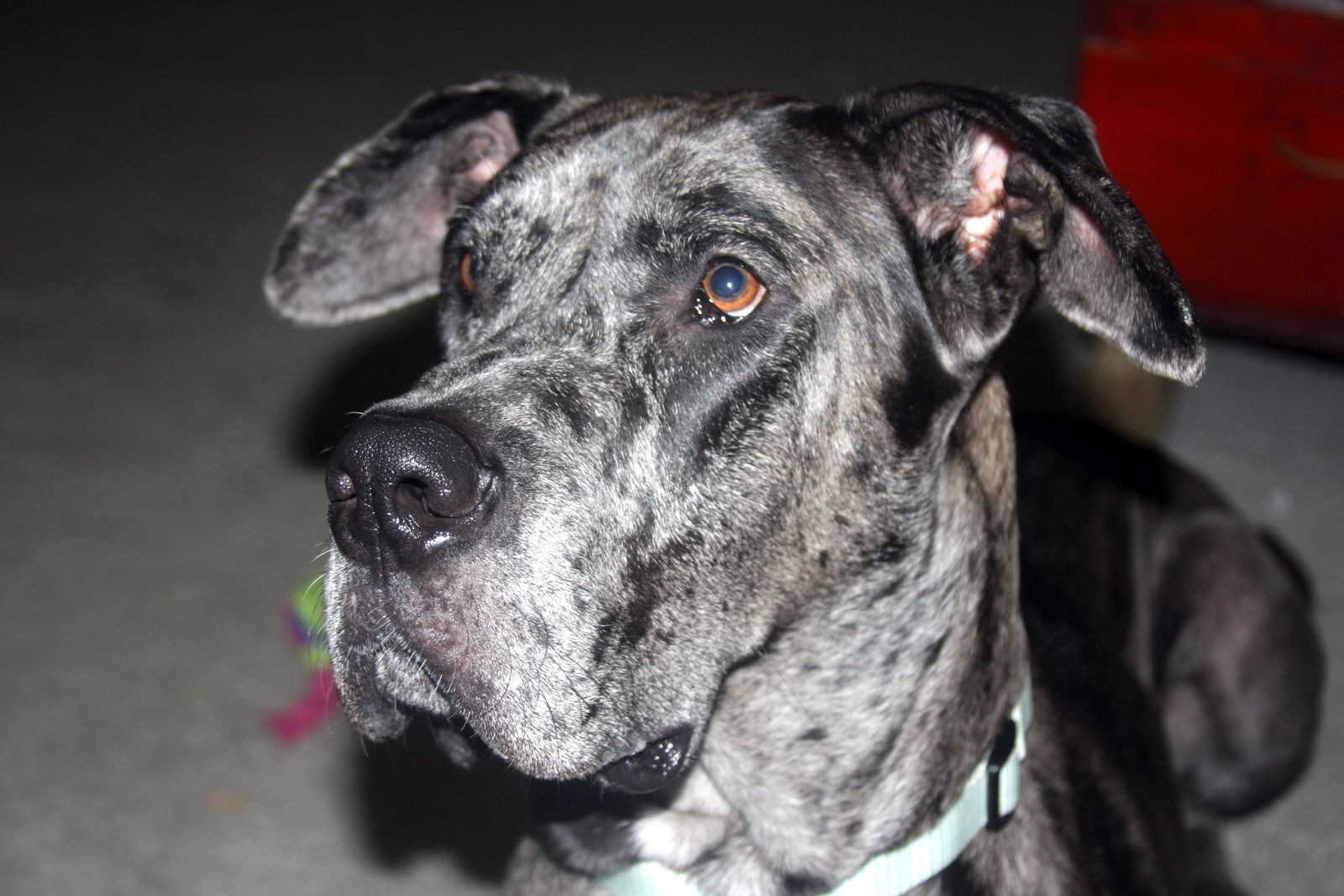 A Toy for Marmaduke and Friends