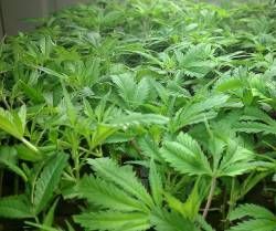 Cloning: Propagating Your Cannabis Crop