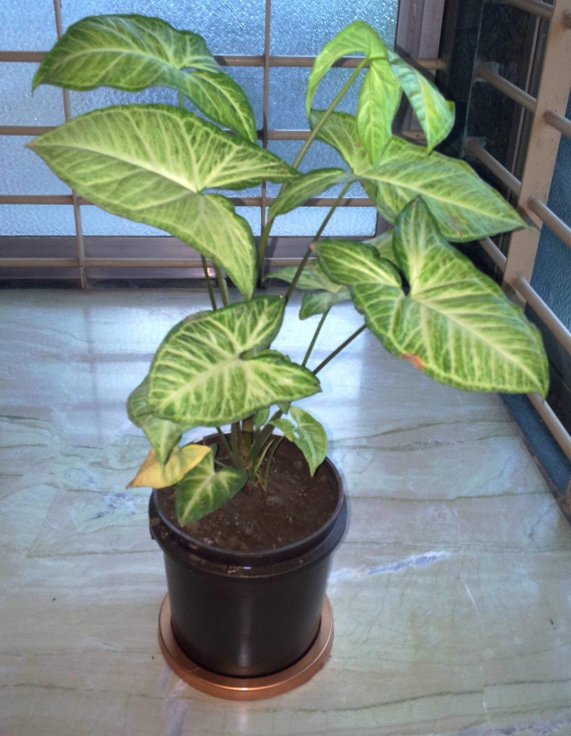 DIY Attractive Planters From Junk