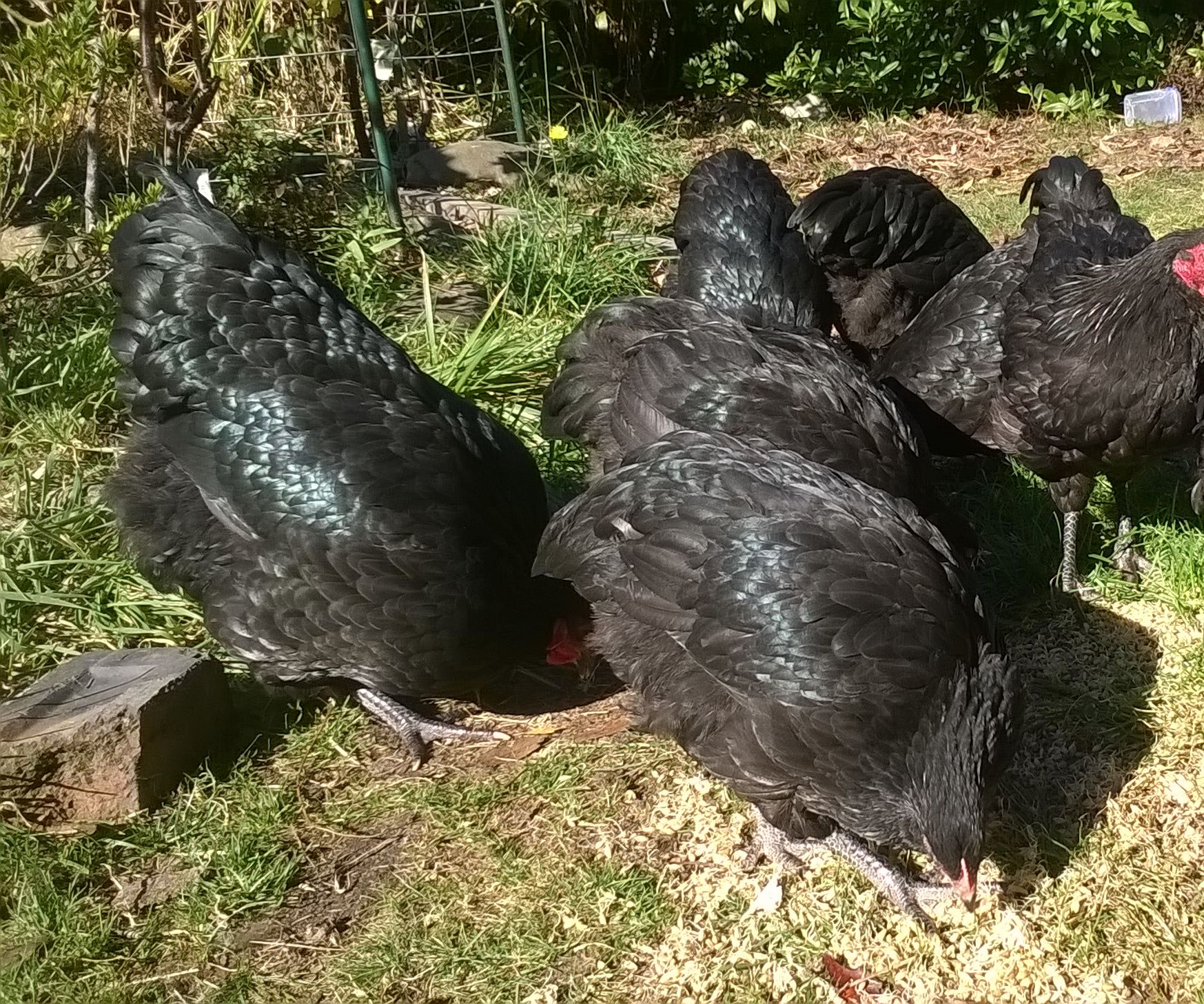 Improved fodder growth system