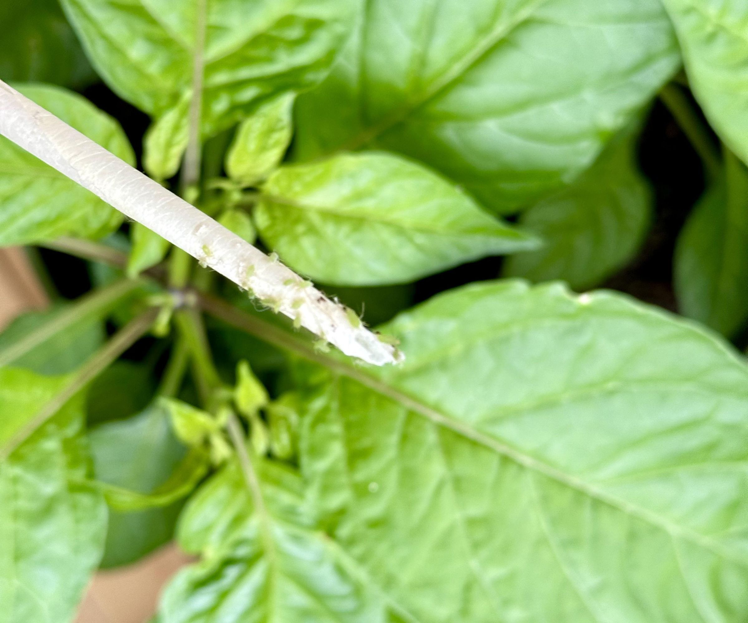 Aphid Pick Up Stick