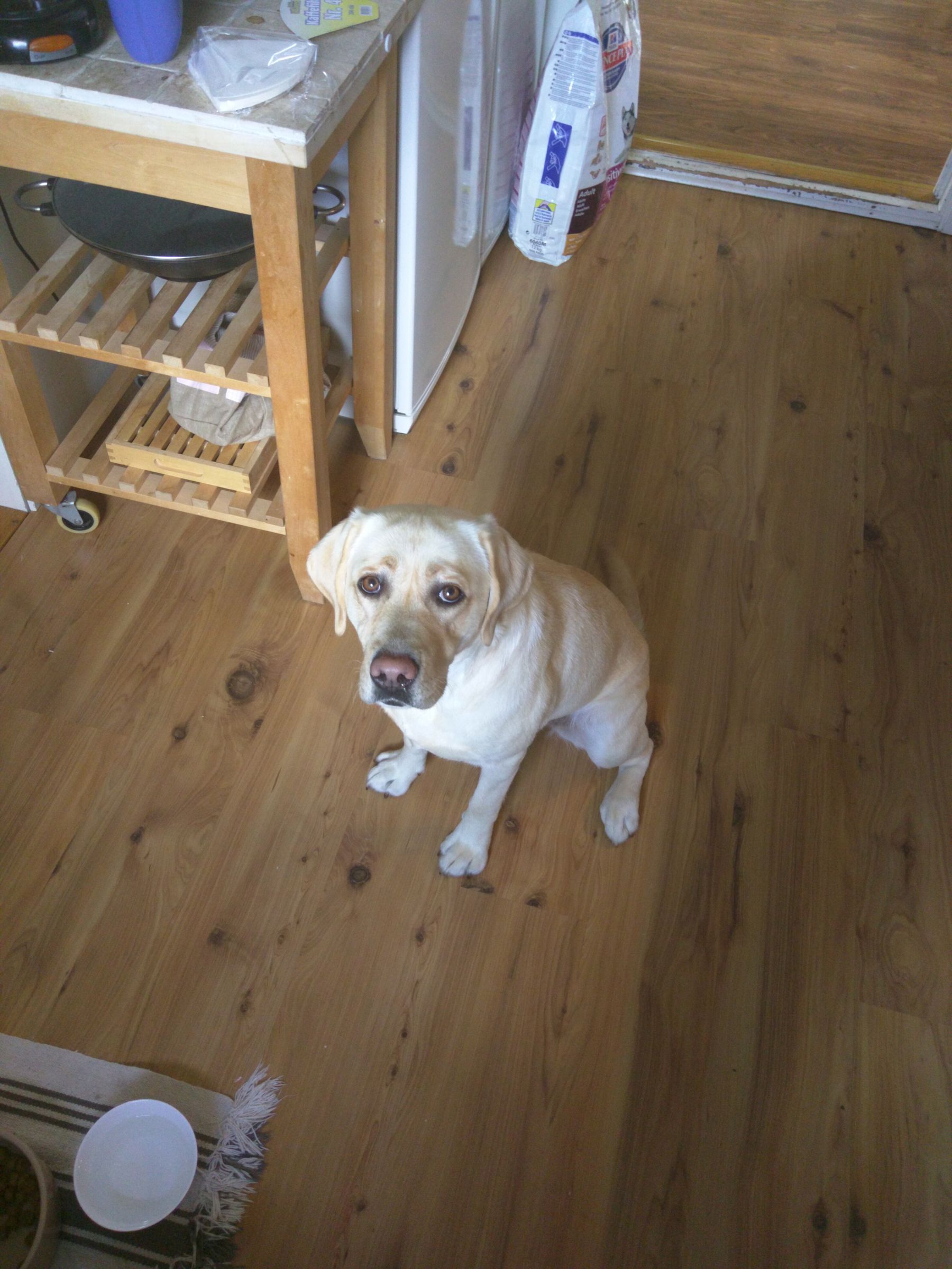 Give Your Dog Foul Tasting Drugs