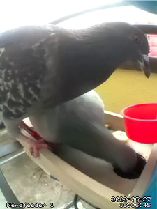 Vending Machine for Birds