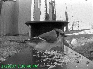 Wireless Bird Feeder Webcam