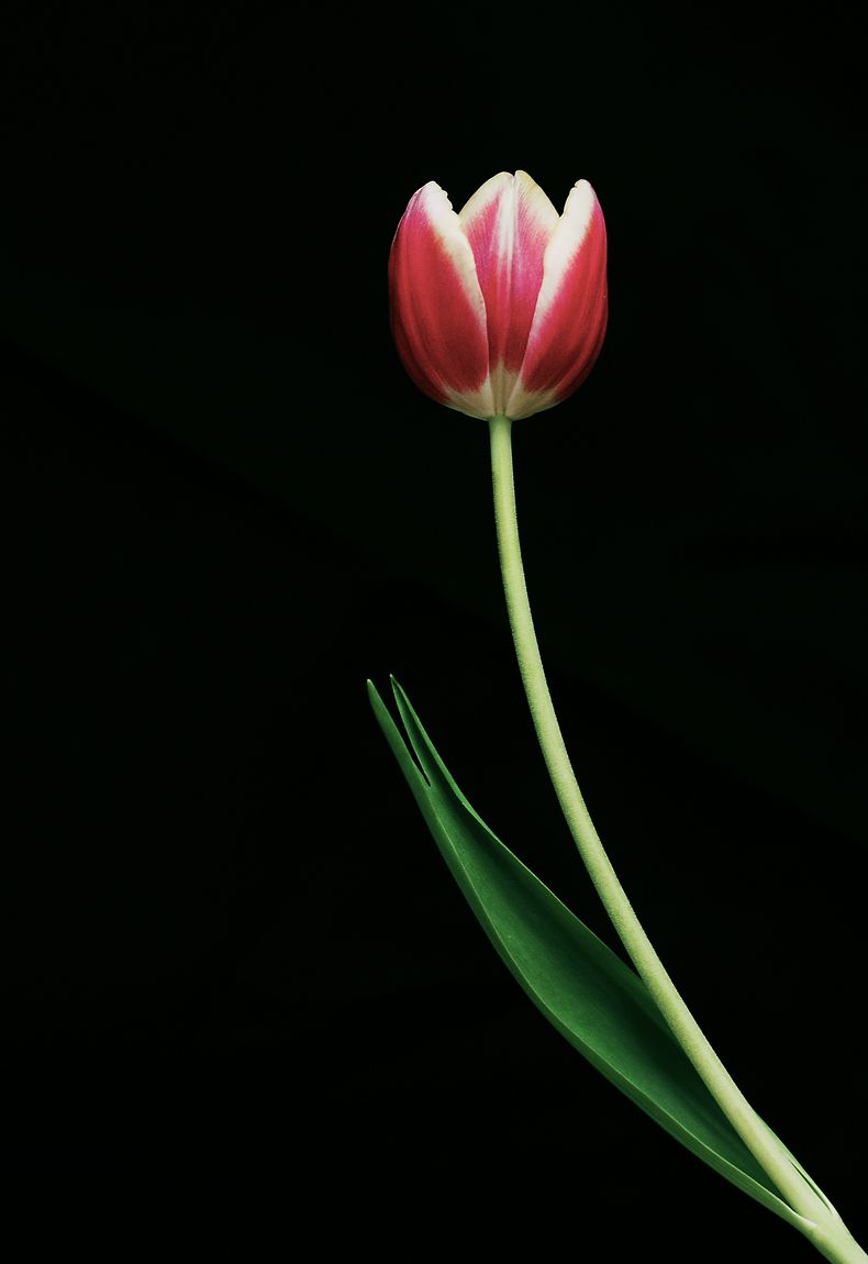 Beauty