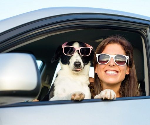 How to Plan an Awesome Road Trip With Your Dog