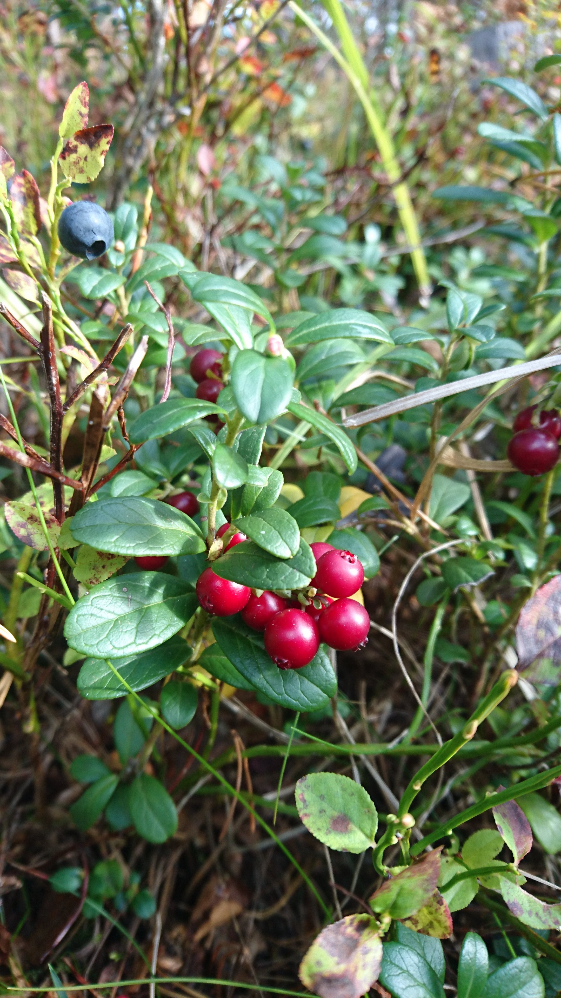 Lingonberry Juice 5 Steps (with Pictures) Instructables