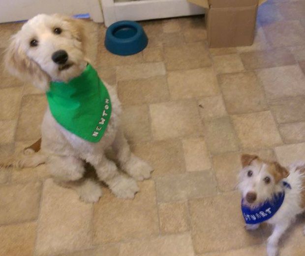 Greetings at the Dog Park Bandana