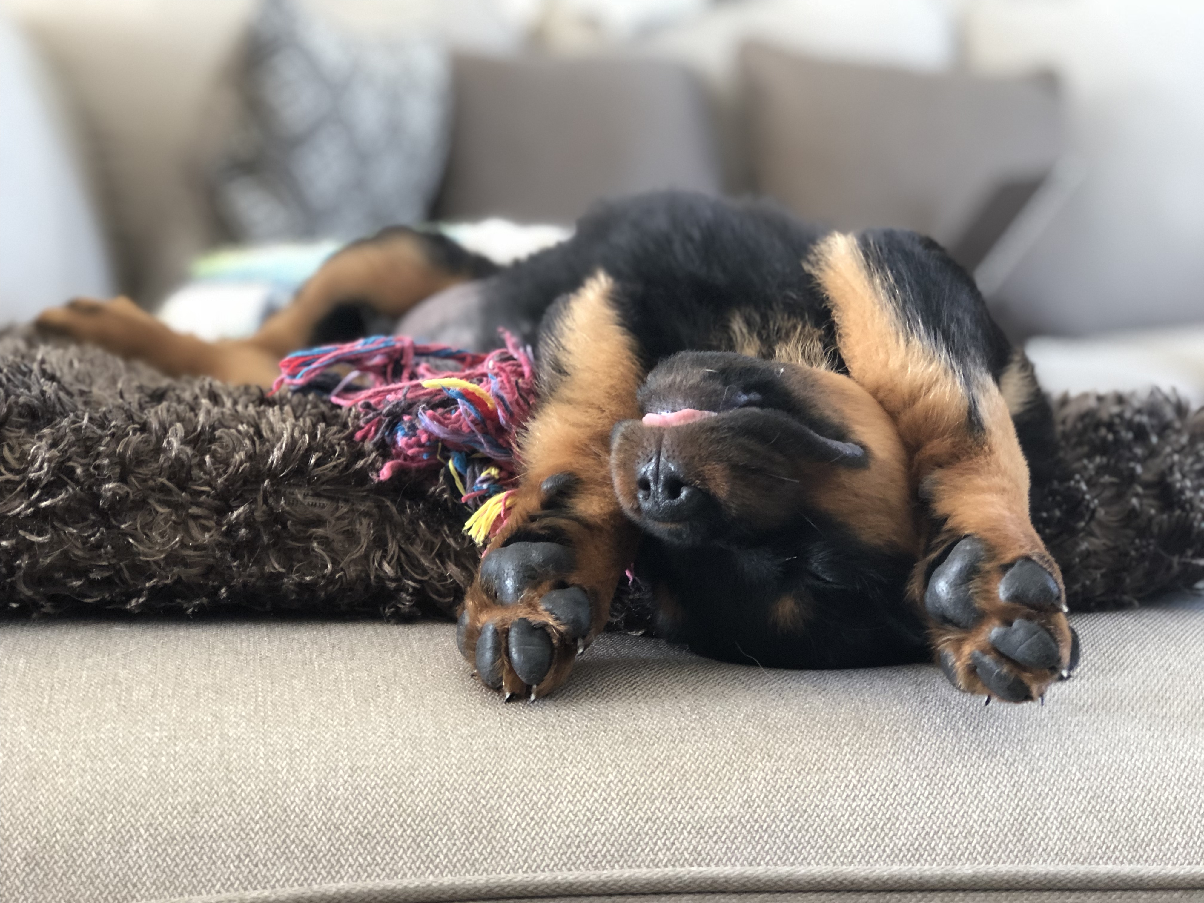 Are Plug Ins Safe For Dogs