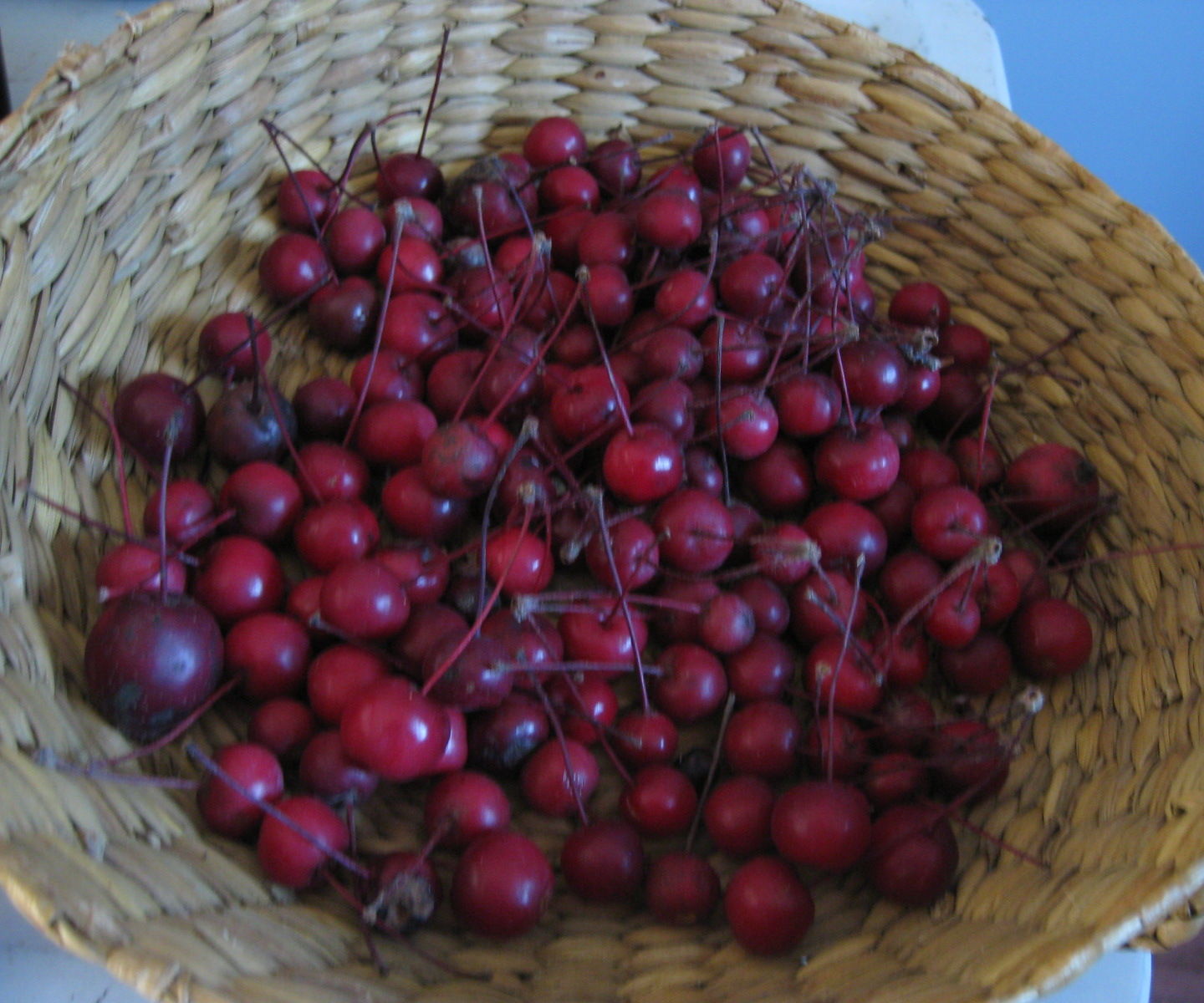 Crab Apple Fabric Dyeing