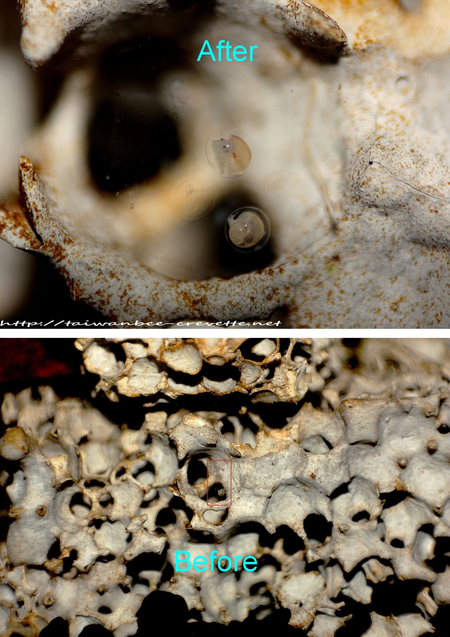 Macro Picture Without Macro Lens. Instructables