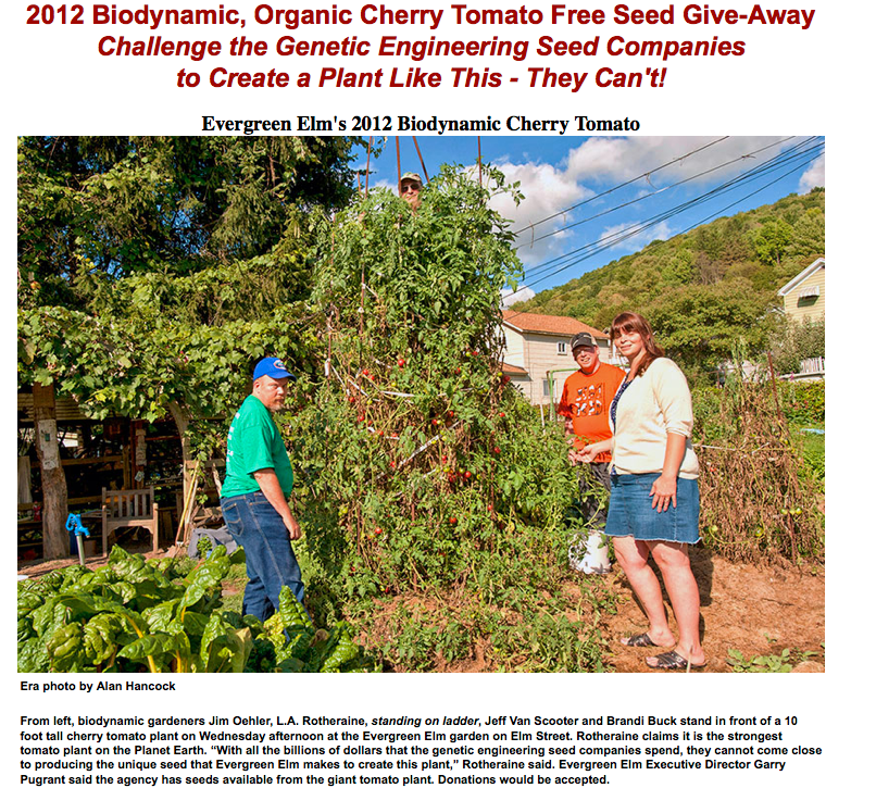 SELKE BIODYNAMIC CHERRY TOMATO PLANT - the Heavenly Tomato Plant That Eats Earthly Garbage (Table Scraps)