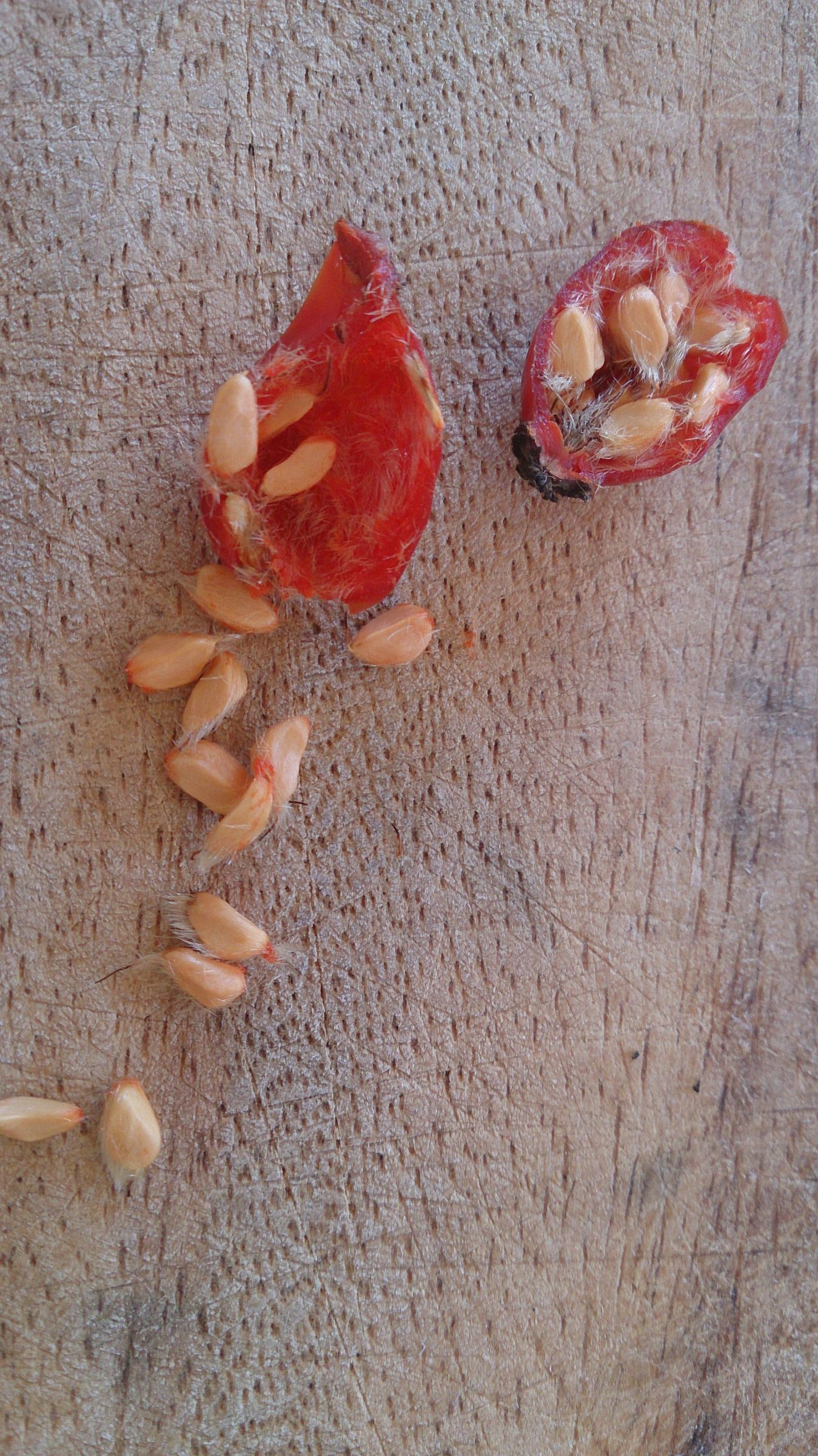 How to Eat a Rose Hip 3 Steps (with Pictures) Instructables