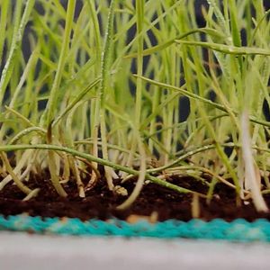 Seeds Sprouting Into Seedlings