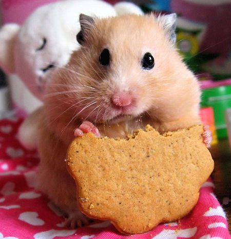 How to Make a Hamster Treat or Dumpling ( and for Other Rodent Pets)