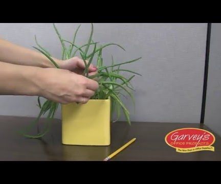 How to Keep Bugs Out of Office Plants 