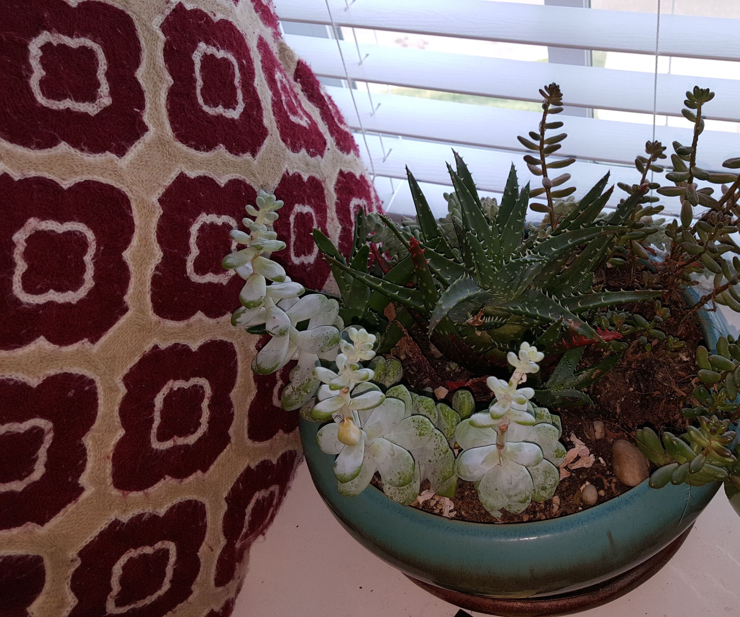 How to Raise Succulents