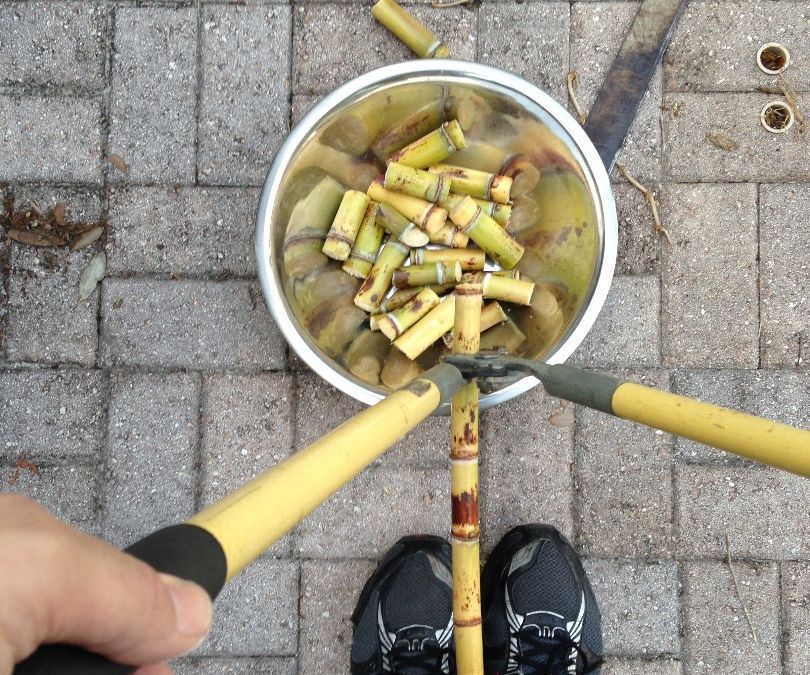 Simple, No-Crush Sugar Cane Syrup