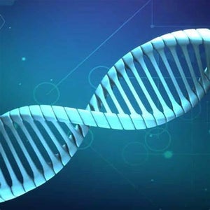 Study the Structure of DNA
