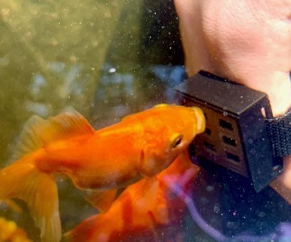 Fish Pleaser - Tinker Cad Contest - Silly Solutions