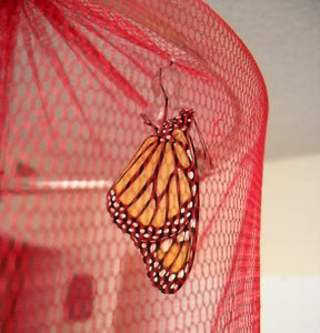 Hatching and Release