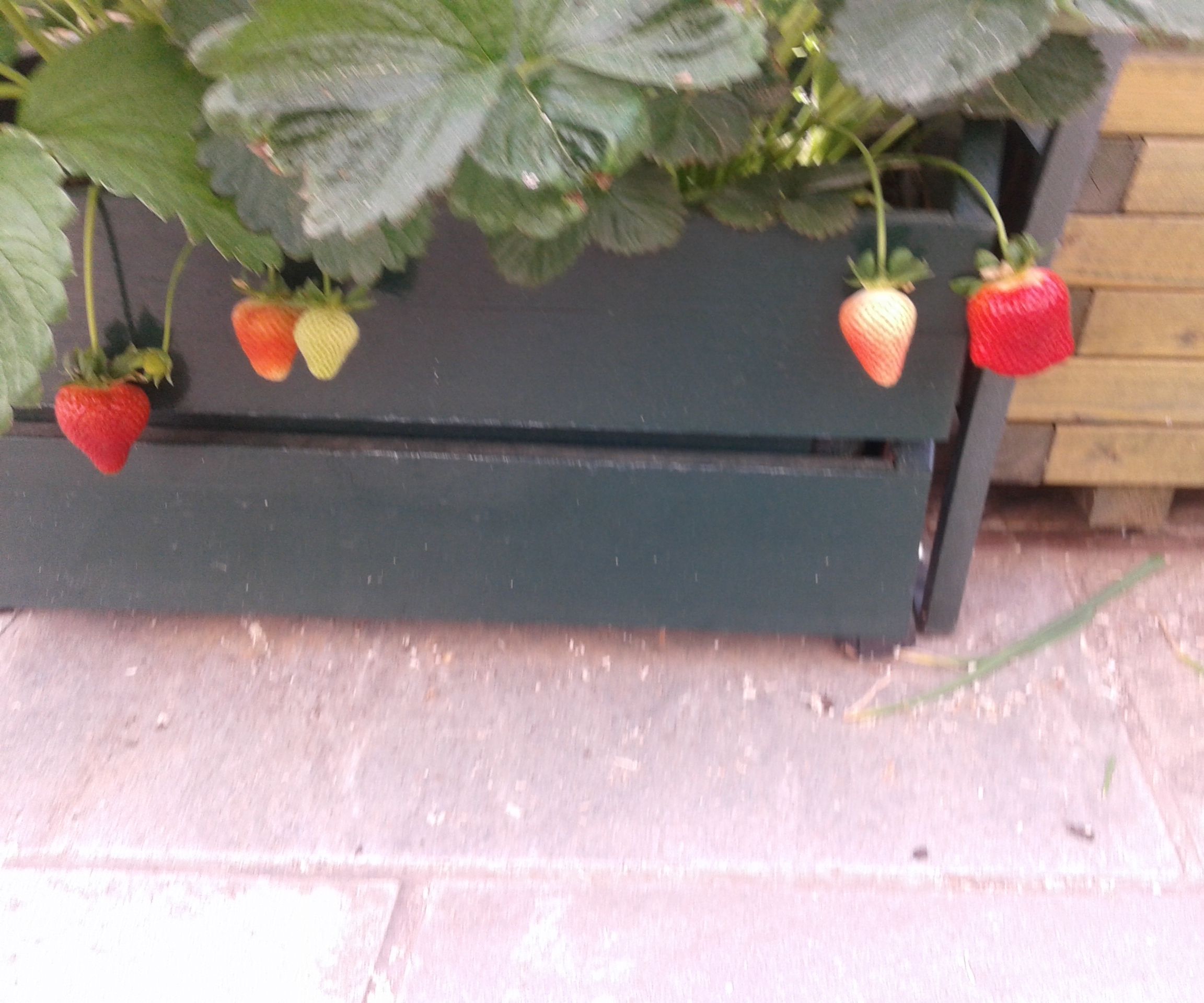 Strawberry Shelves
