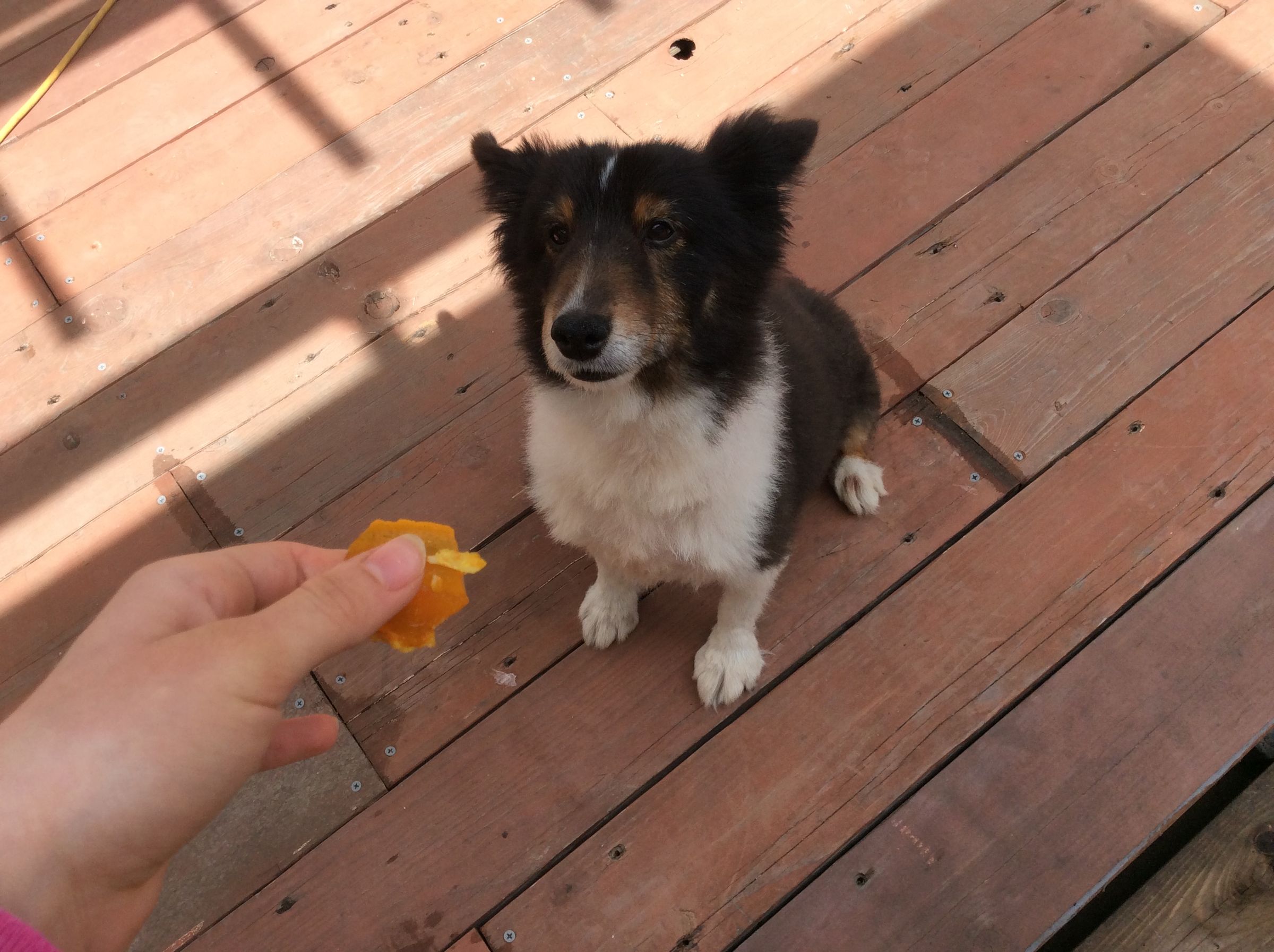 Homemade Dog Joint Supplement Treat All Natural : 3 Steps (with ... - Natural Dog Joint Care Through Grazing And Fencing