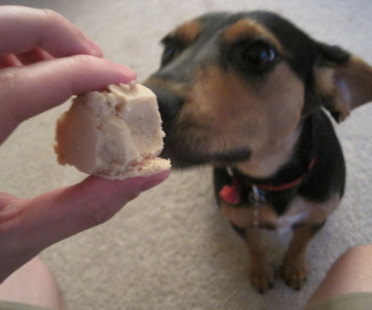 DIY Frozen Dog Treats